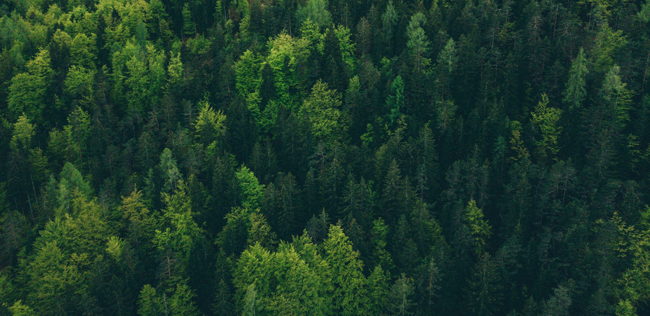 A bird's eye view of a forest.