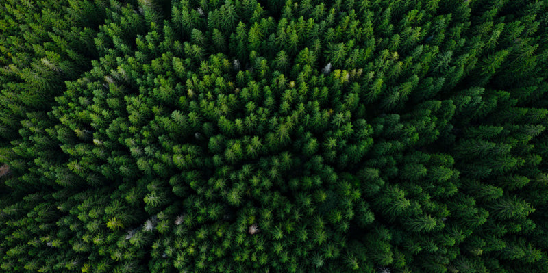 Birds eye view of a forest.