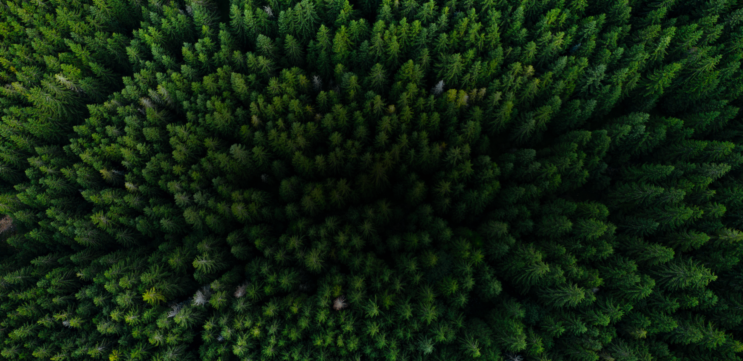 A birds eye view of a forest.