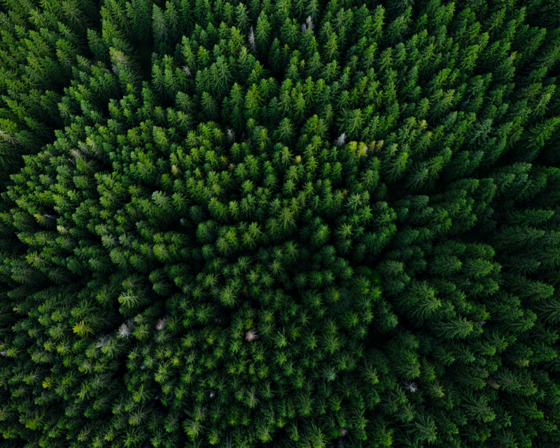 Birds eye view of a forest.